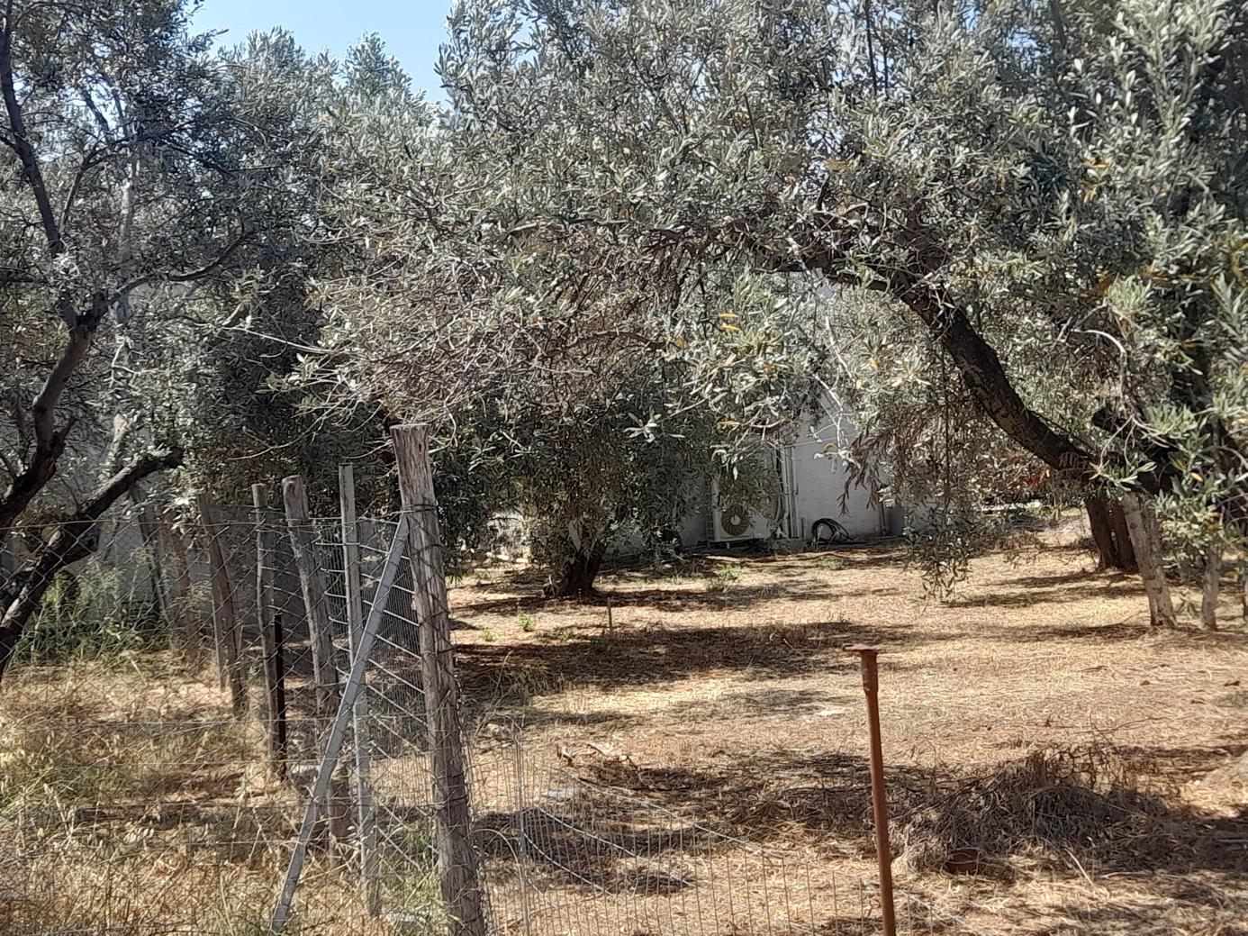 photo1