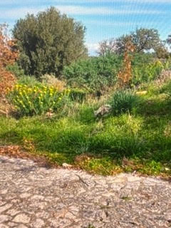 photo0