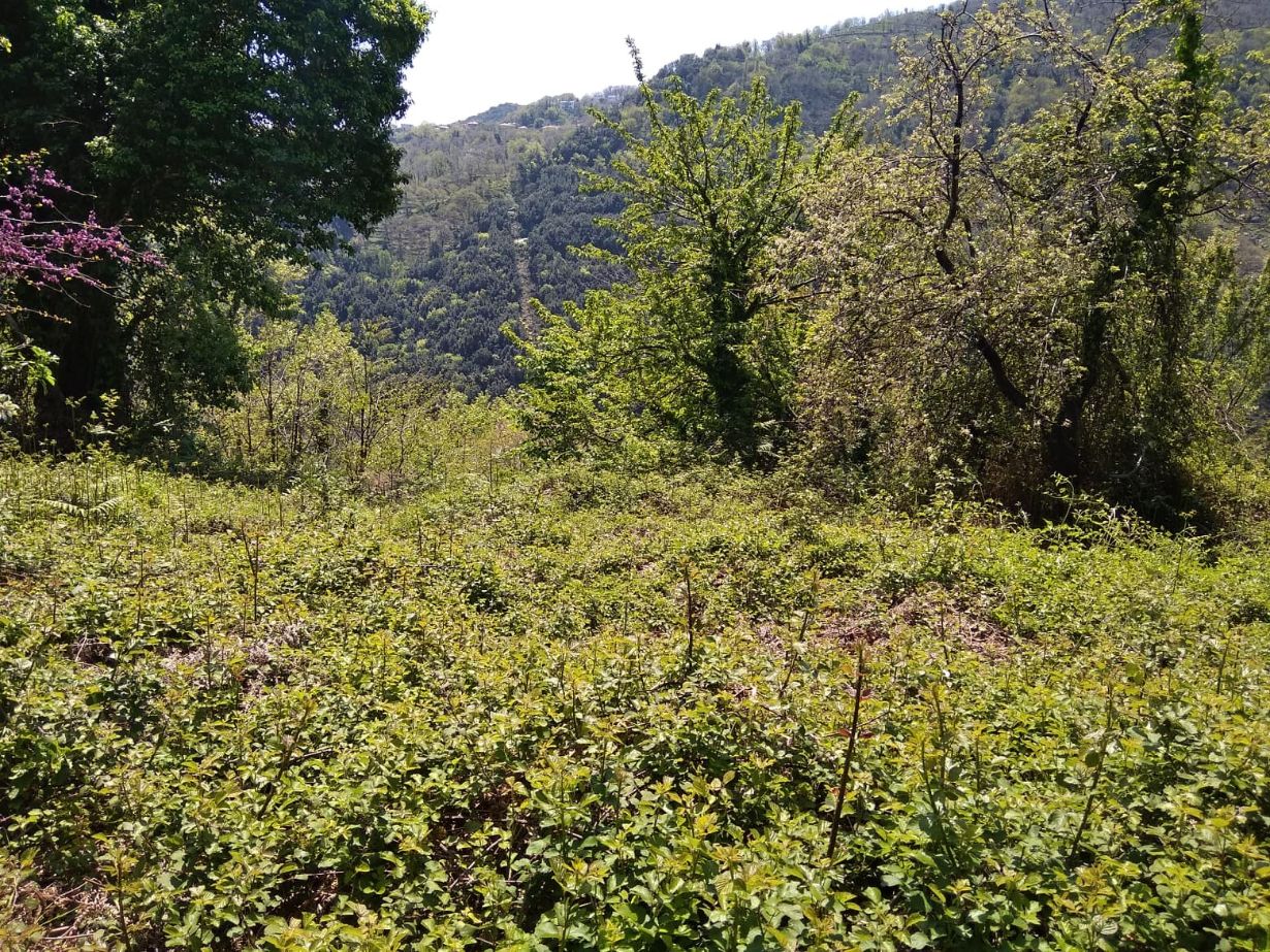 Οικόπεδο 454.55 sq.m. σε πλειστηριασμό Municipality of Zagora - Mouresi