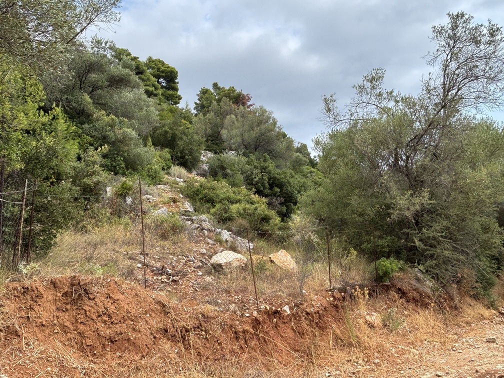 Αγροτεμάχιο  σε πλειστηριασμό Δήμος Σκιάθου