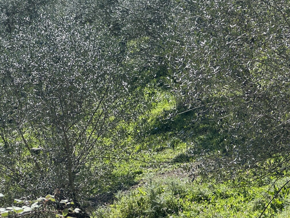 Αγροτεμάχιο 96.21 τ.μ. σε πλειστηριασμό Δήμος Κέρκυρας