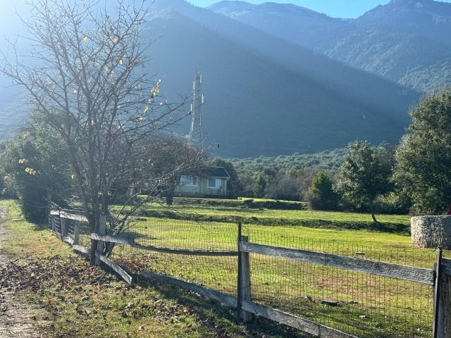 photo0