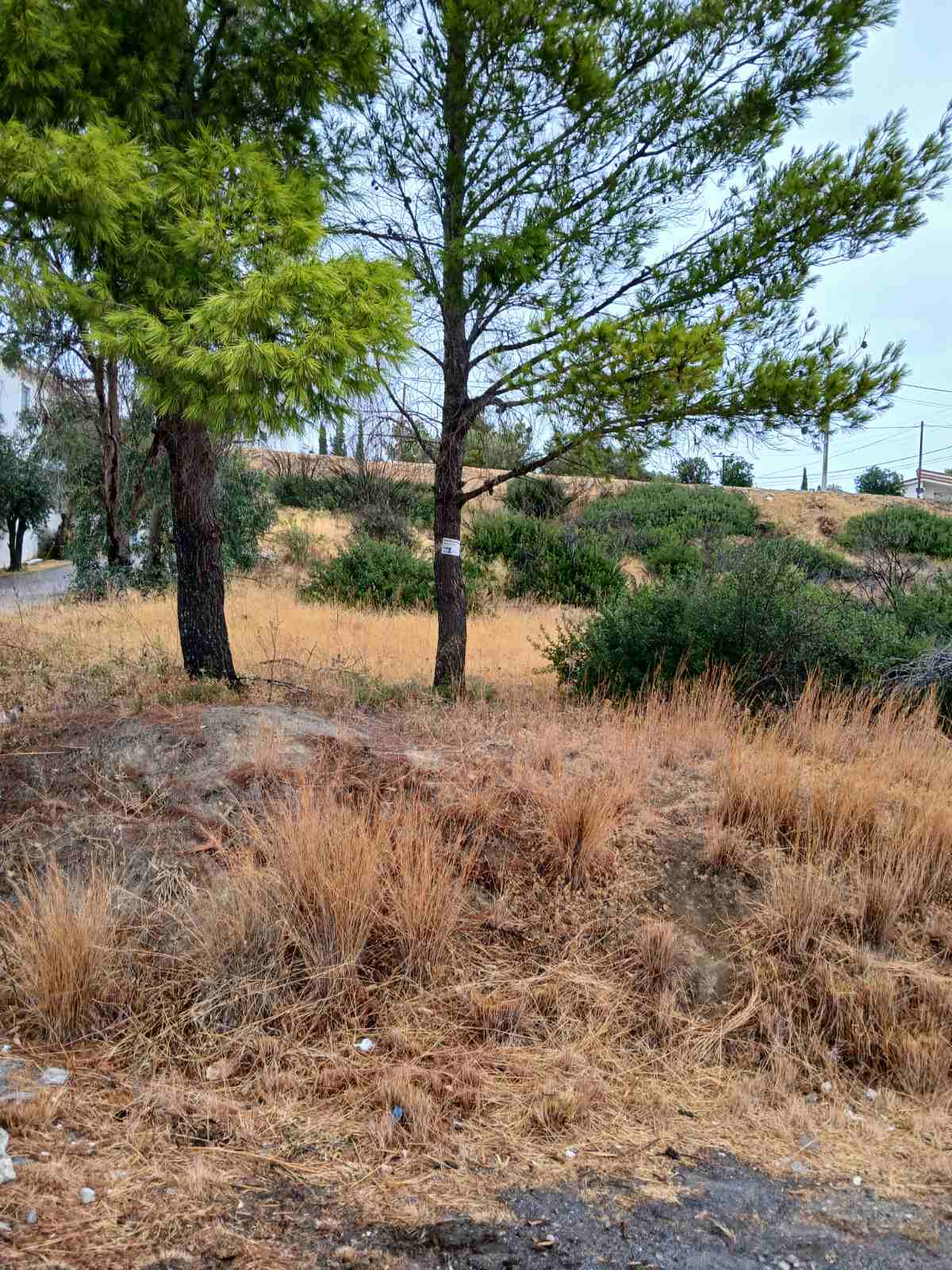 photo0
