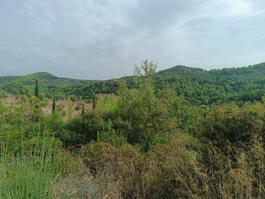 photo0