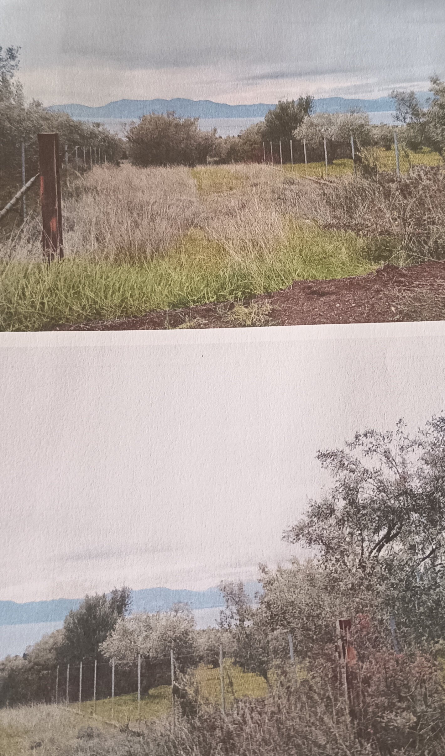 photo0