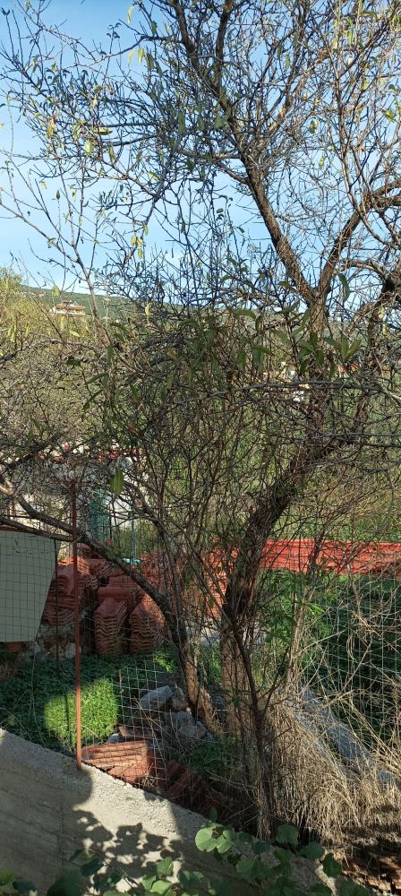 Οικόπεδο με κτίσμα  σε πλειστηριασμό Δήμος Ναυπακτίας 