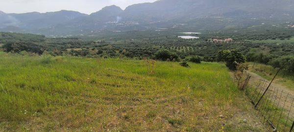 Αγροτεμάχιο  σε πλειστηριασμό Δήμος Αγίου Βασιλείου