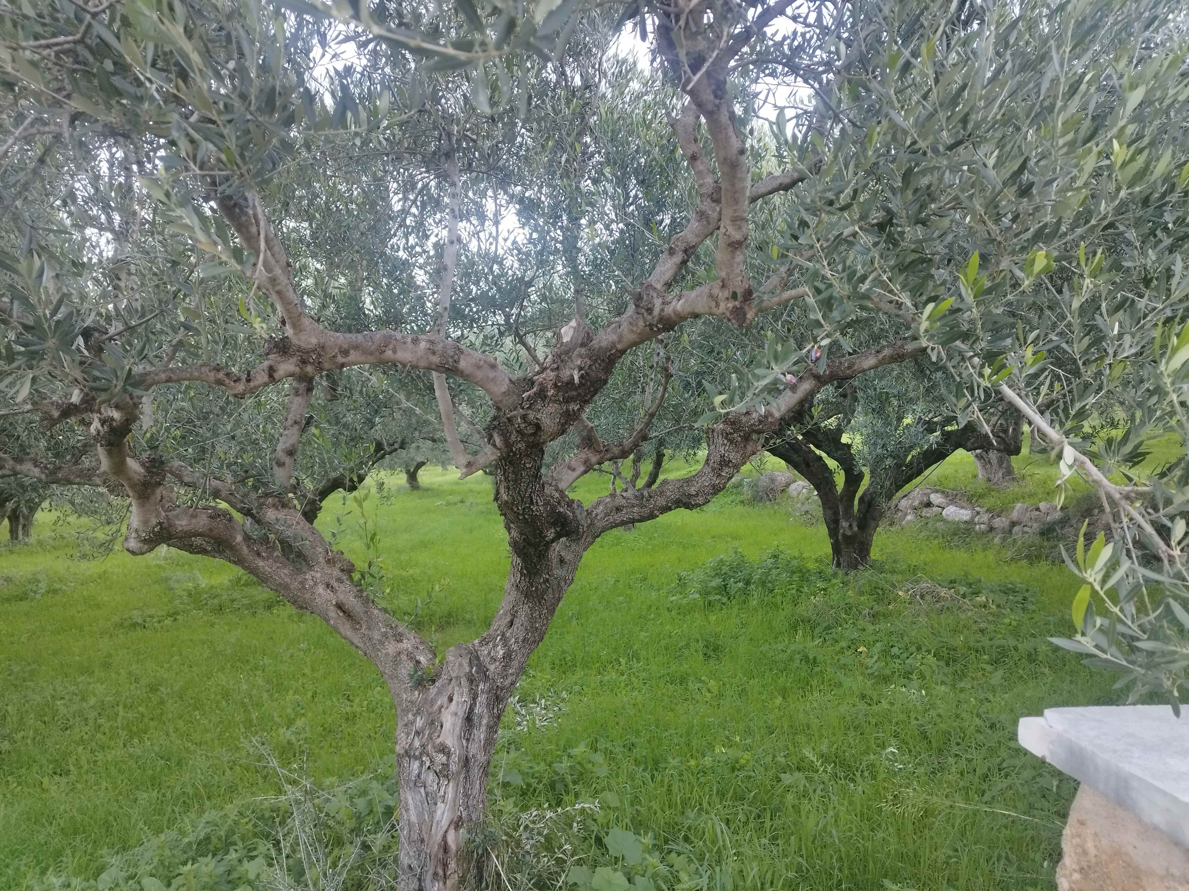Οικόπεδο  σε πλειστηριασμό Δήμος Τριφυλίας