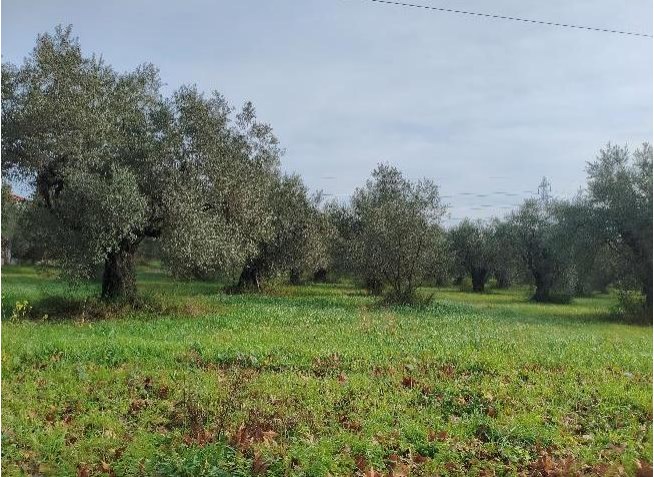Αγροτεμάχιο  σε πλειστηριασμό Δήμος Καμένων Βούρλων