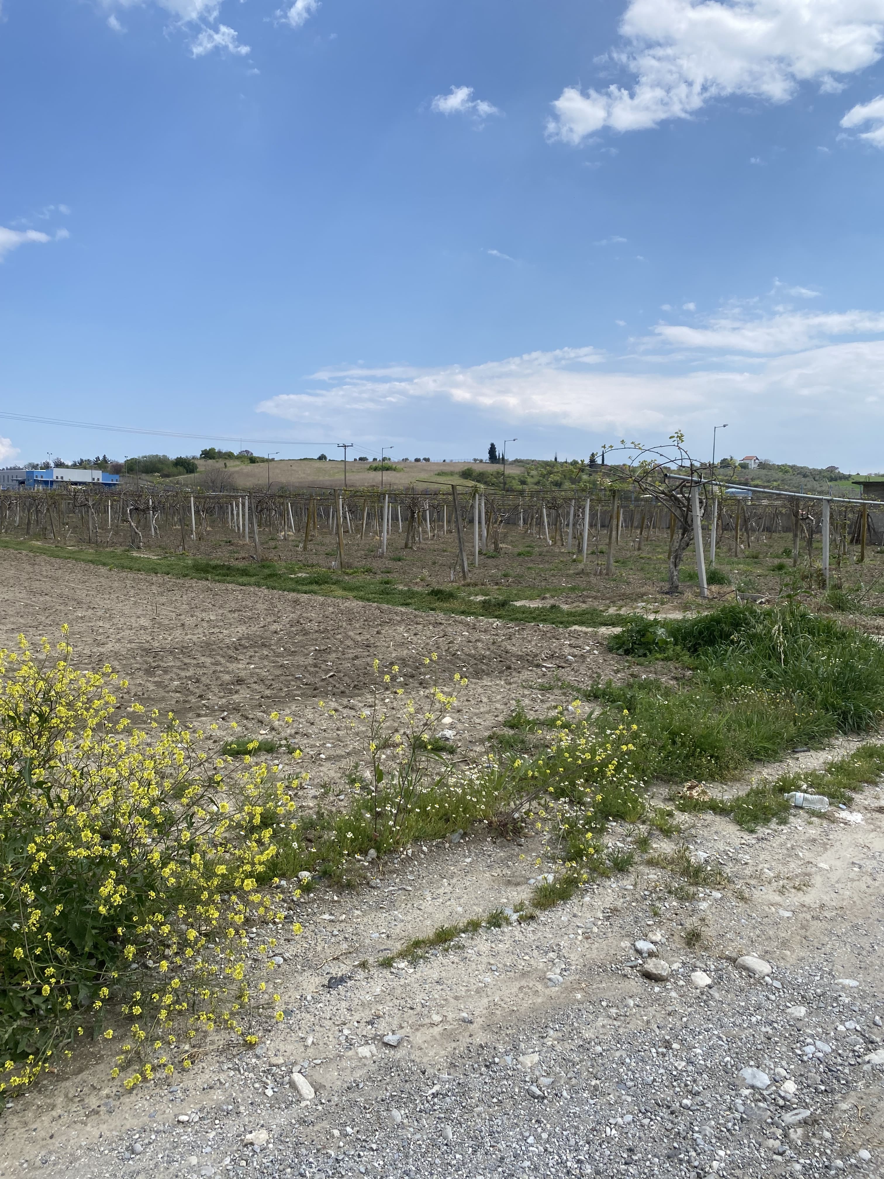 Αγροτεμάχιο 502 sq.m. σε πλειστηριασμό Municipality of Pydna - Kolindros