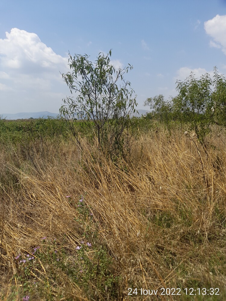 Αγροτεμάχιο  σε πλειστηριασμό Δήμος Τυρνάβου