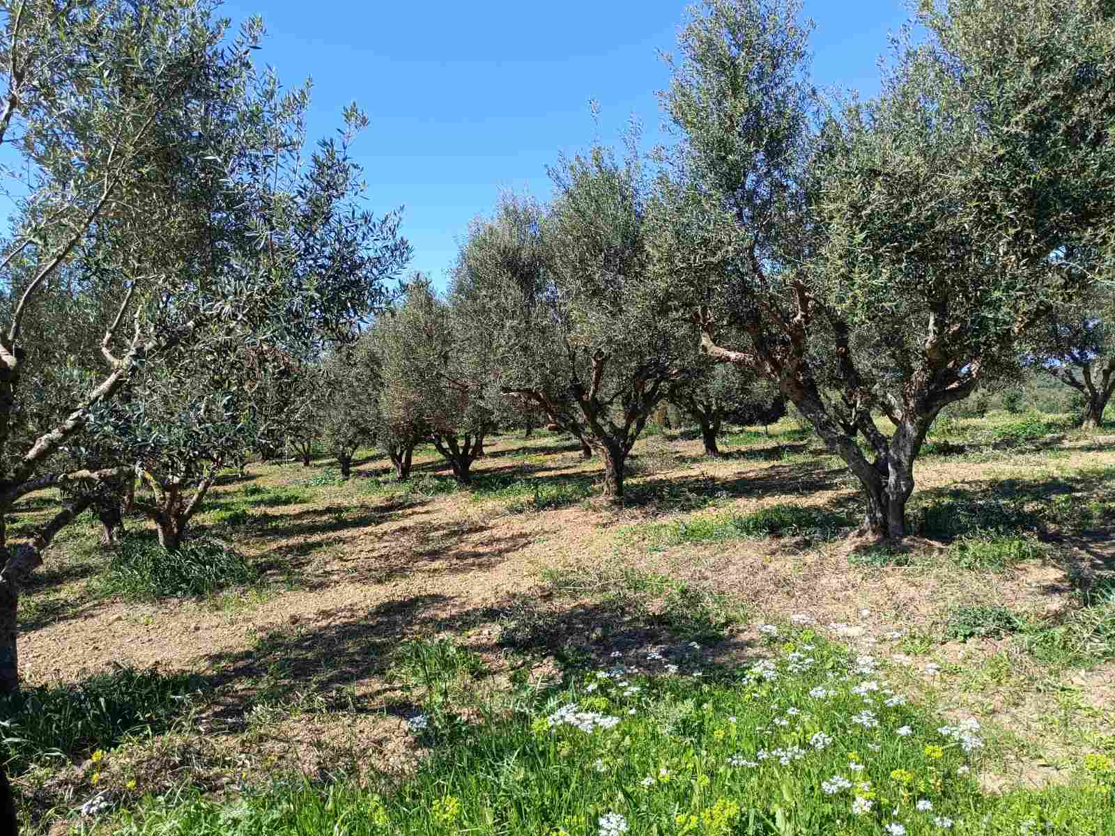 Αγροτεμάχιο  σε πλειστηριασμό Δήμος Ανδραβίδας - Κυλλήνης