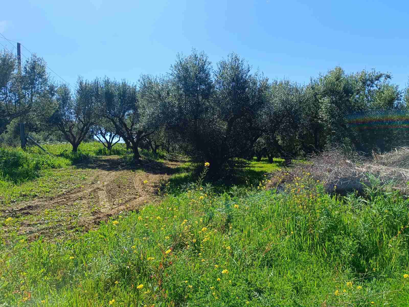 Αγροτεμάχιο  σε πλειστηριασμό Δήμος Ανδραβίδας - Κυλλήνης