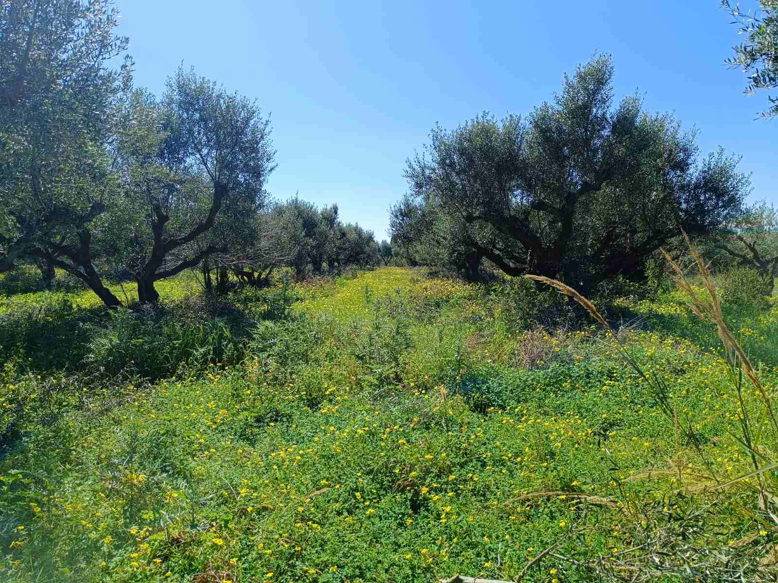 Αγροτεμάχιο 1500 τ.μ. σε πλειστηριασμό Δήμος Ανδραβίδας - Κυλλήνης