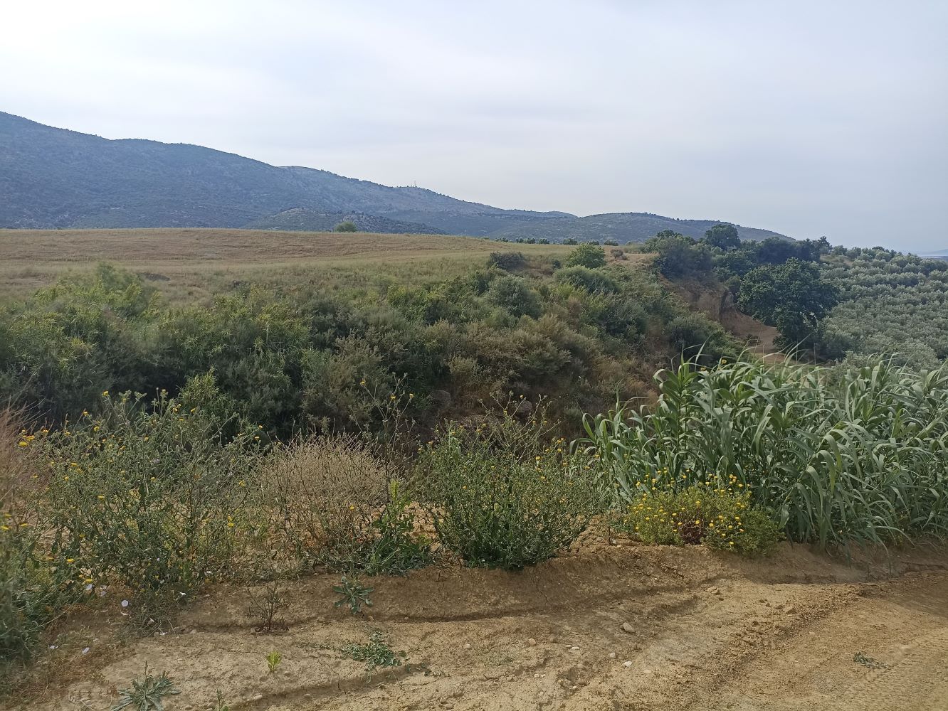 Αγροτεμάχιο  σε πλειστηριασμό Δήμος Ιεράς Πόλης Μεσολογγίου