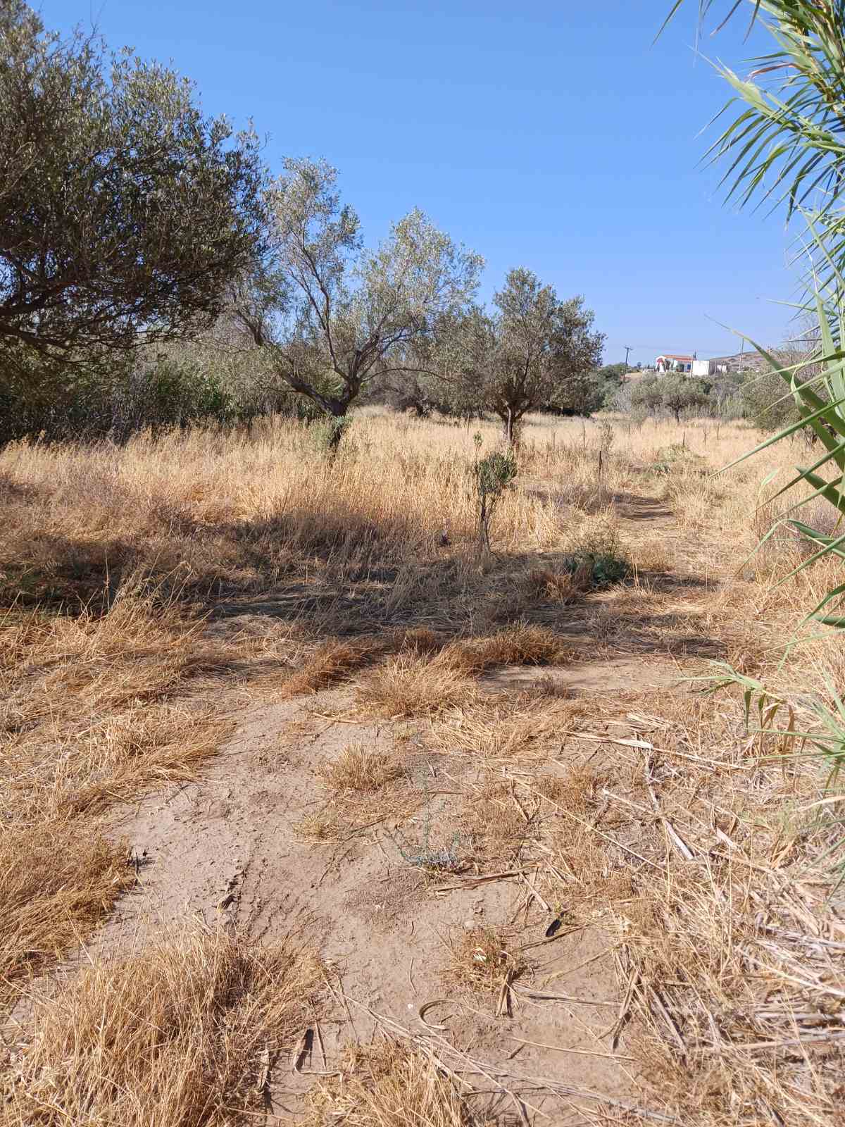 Αγροτεμάχιο  σε πλειστηριασμό Δήμος Λαυρεωτικής