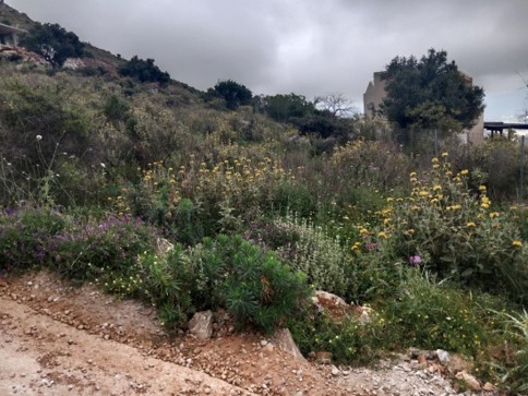 Αγροτεμάχιο  σε πλειστηριασμό Municipality of Apokorono 
