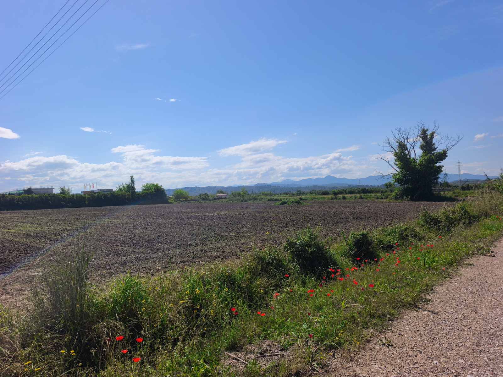Αγροτεμάχιο  σε πλειστηριασμό Municipality of Ancient Olympia