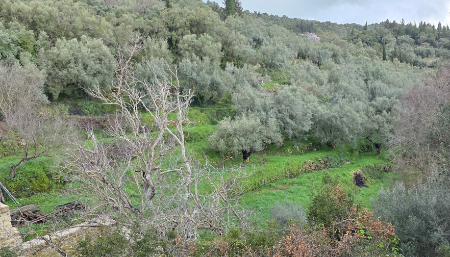 Αγροτεμάχιο  σε πλειστηριασμό Municipality of Lefkada