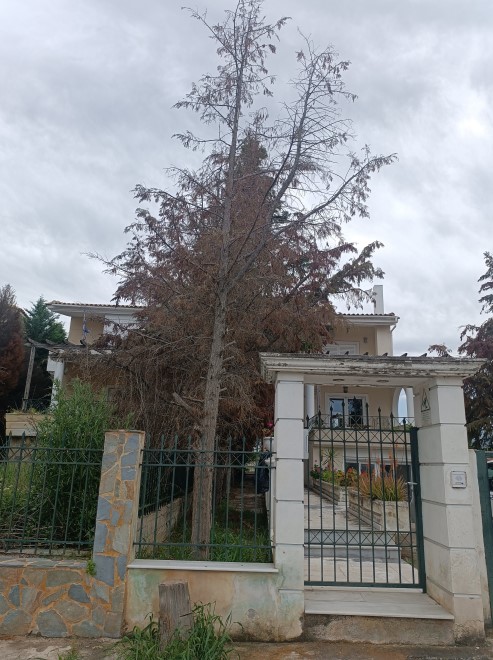 Κατοικία  σε πλειστηριασμό Δήμος Ωρωπού