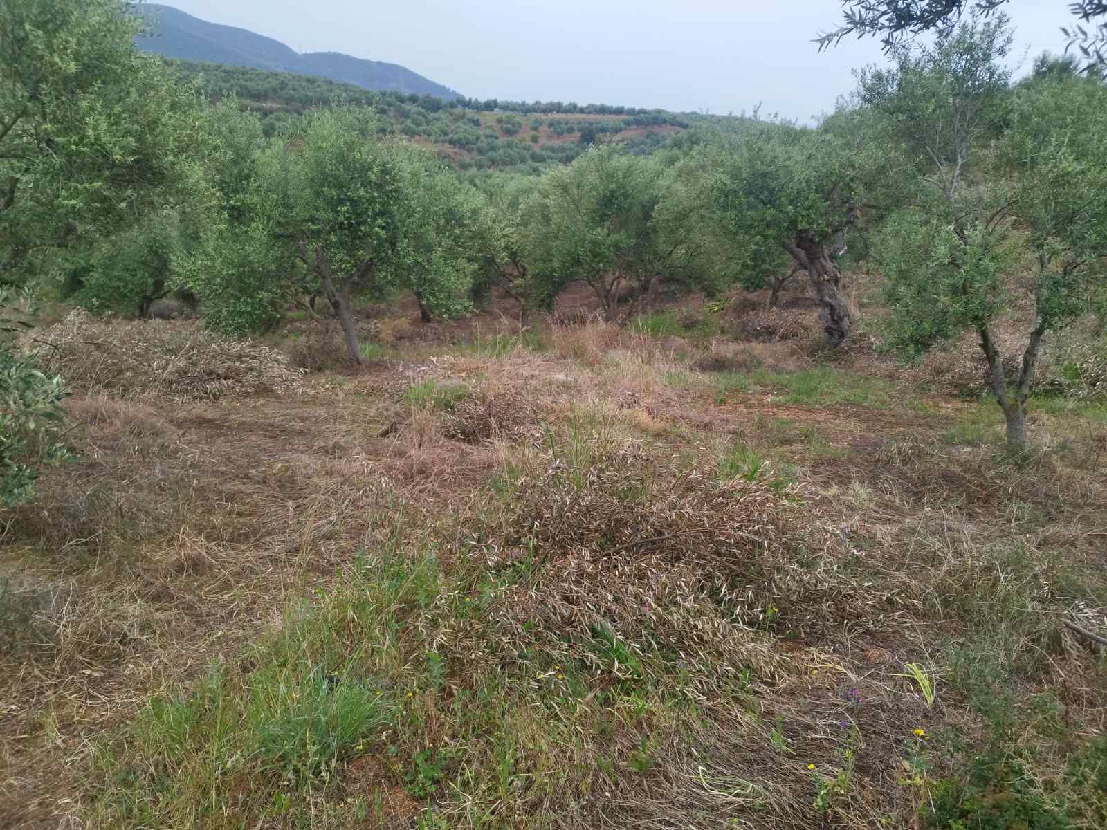 Αγροτεμάχιο  σε πλειστηριασμό Δήμος Τριφυλίας