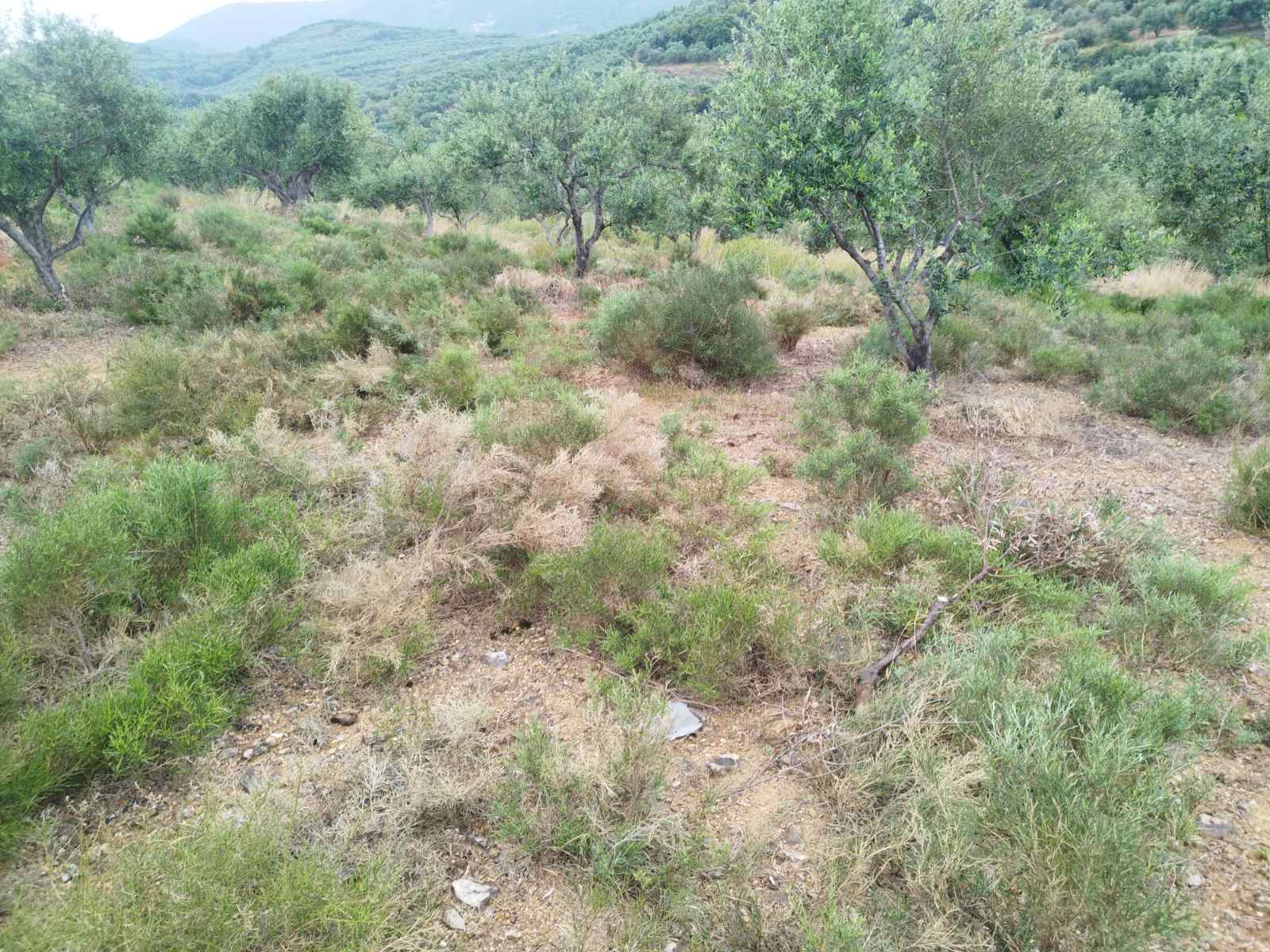 Αγροτεμάχιο  σε πλειστηριασμό Δήμος Τριφυλίας