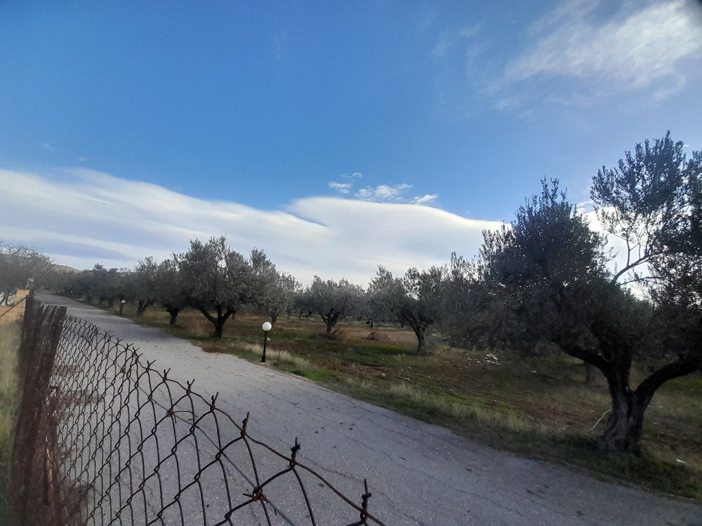 Αγροτεμάχιο  σε πλειστηριασμό Δήμος Ερέτριας