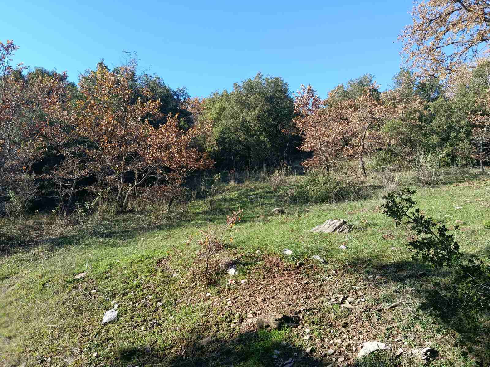 Αγροτεμάχιο  σε πλειστηριασμό Δήμος Αρχαίας Ολυμπίας
