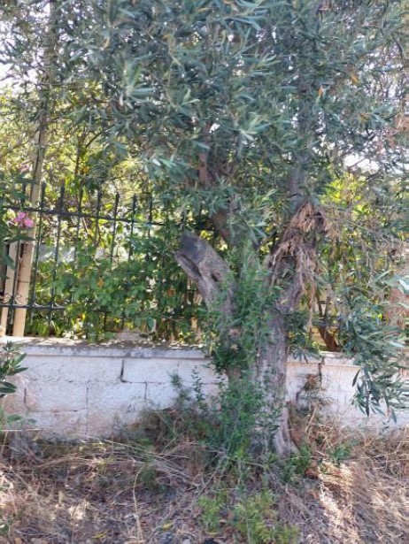 photo1