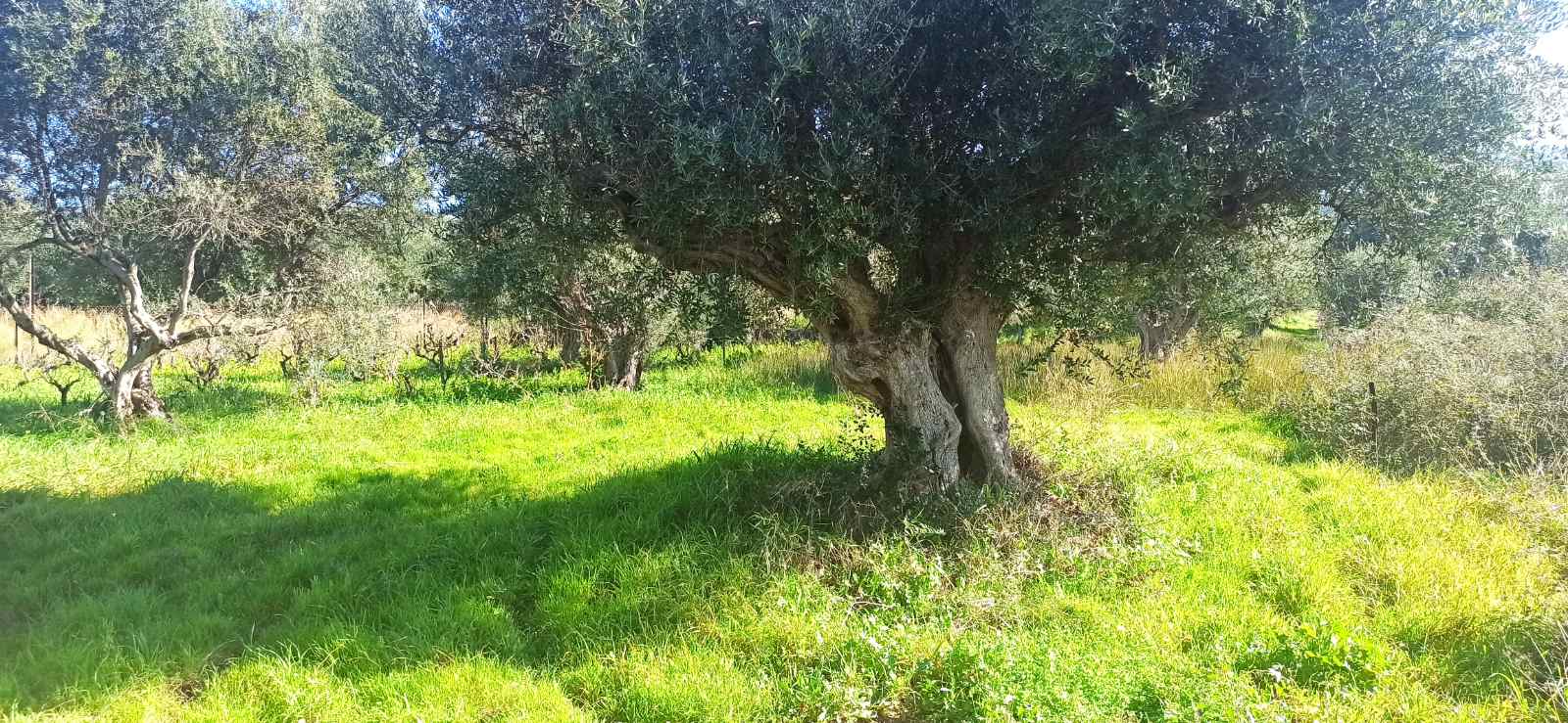 photo1