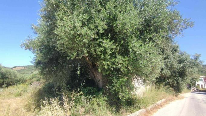 photo1