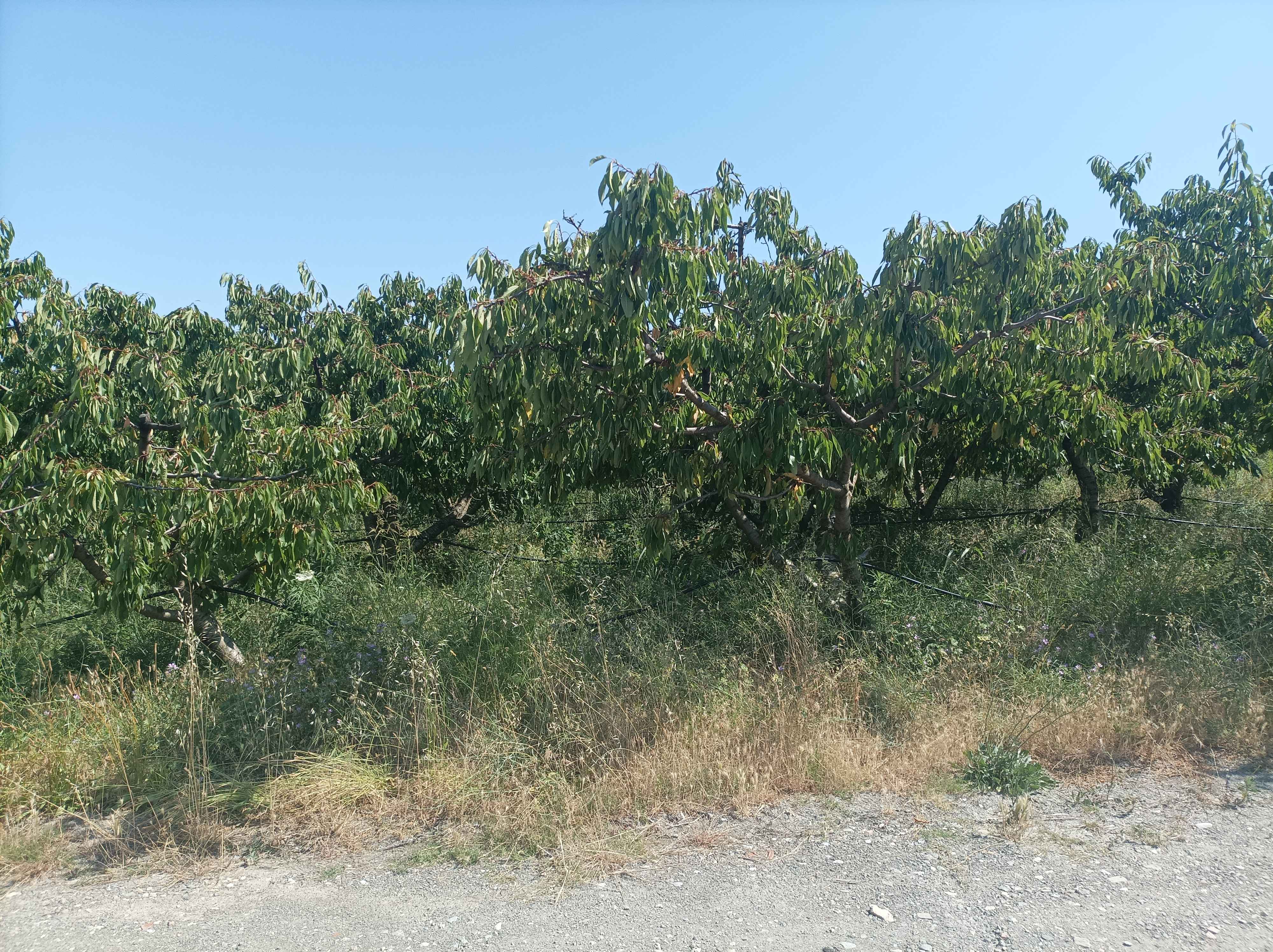 photo6