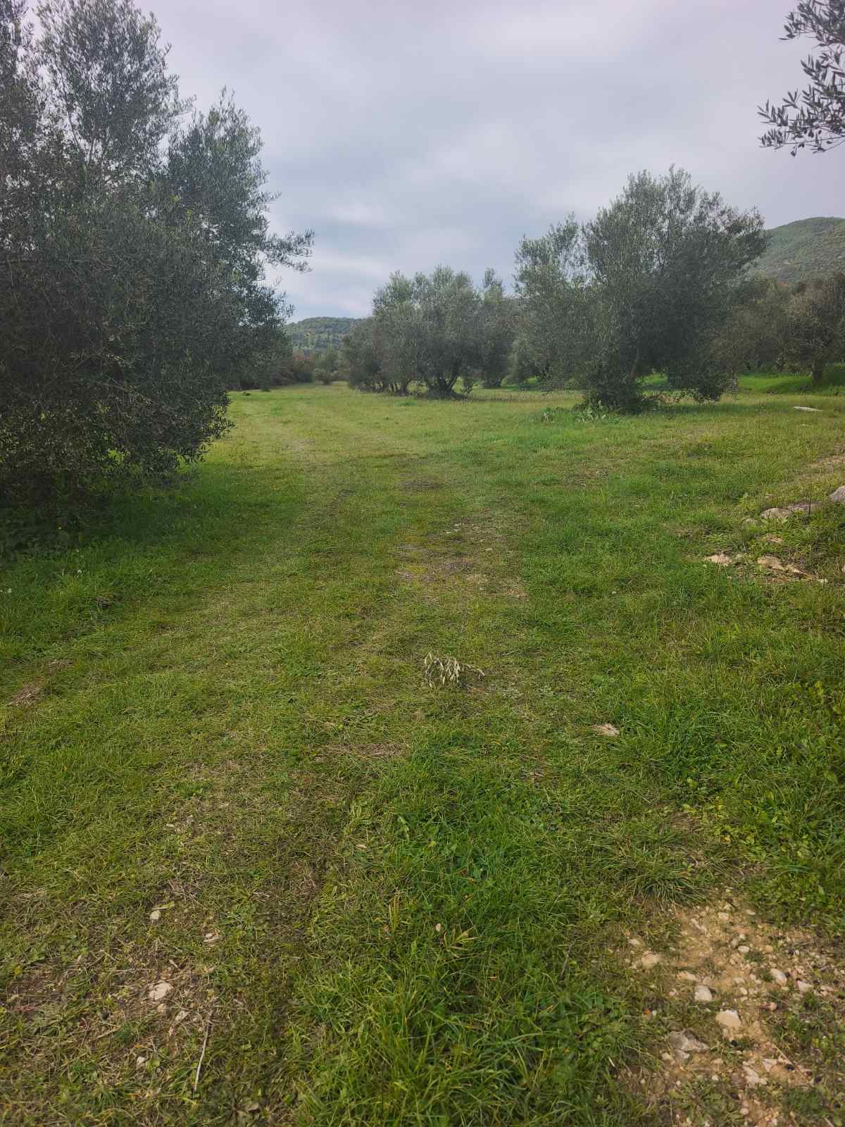 Αγροτεμάχιο  σε πλειστηριασμό Δήμος Ζαχάρως
