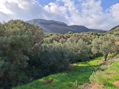 Αγροτεμάχιο  σε πλειστηριασμό Δήμος Μονεμβασίας