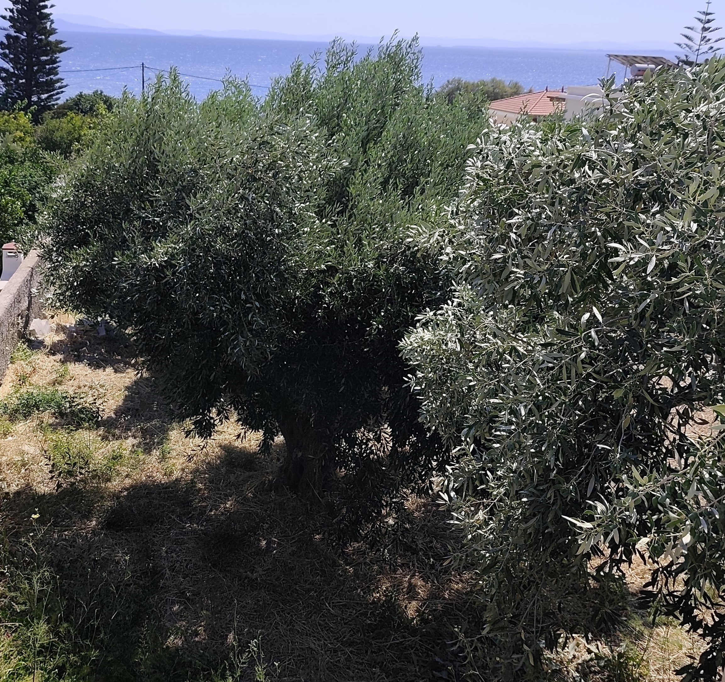 Οικόπεδο  σε πλειστηριασμό Δήμος Χίου