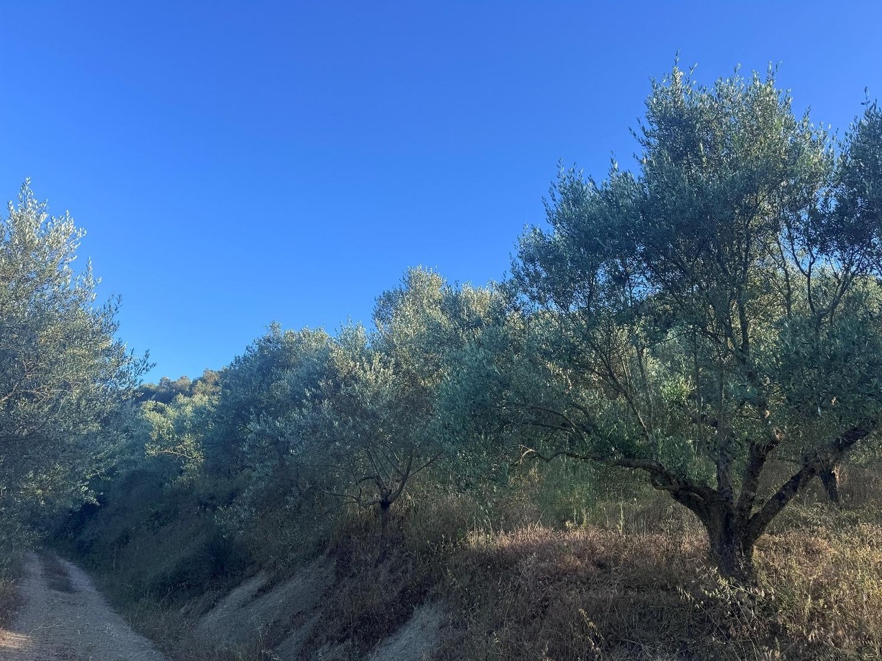 Αγροτεμάχιο με κτίσμα  σε πλειστηριασμό Δήμος Τριφυλίας