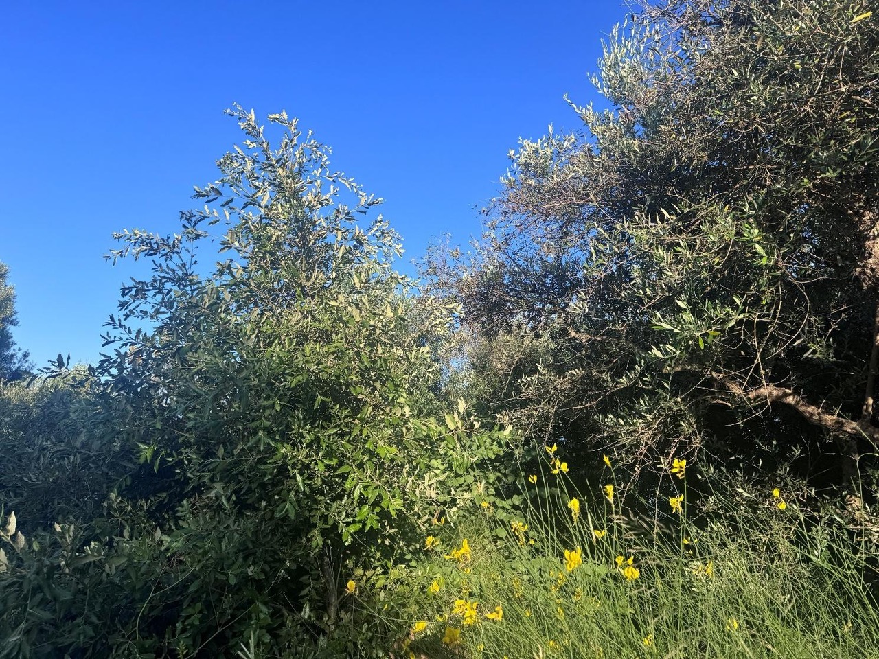 Αγροτεμάχιο  σε πλειστηριασμό Δήμος Τριφυλίας