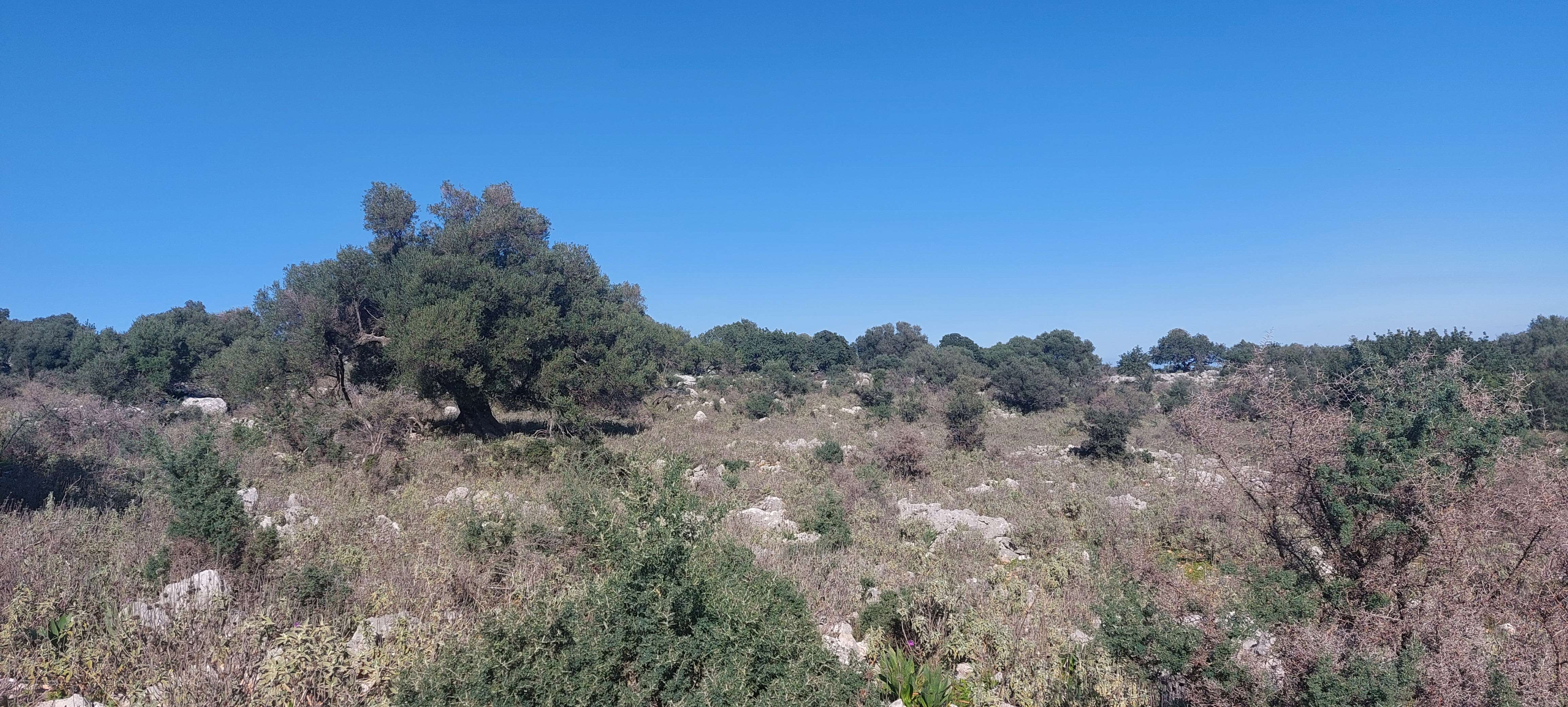 Αγροτεμάχιο  σε πλειστηριασμό Δήμος Κεφαλονιάς