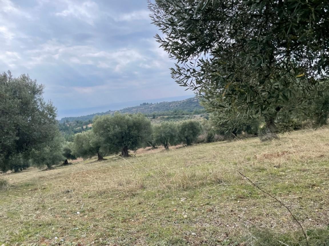 Αγροτεμάχιο  σε πλειστηριασμό Δήμος Κασσάνδρας