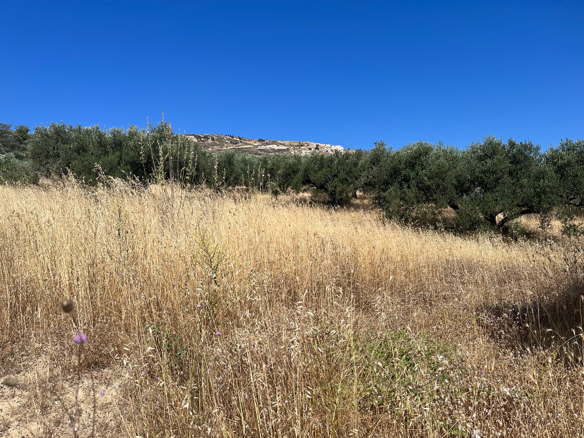 Αγροτεμάχιο  σε πλειστηριασμό Δήμος Αρχανών - Αστερουσίων