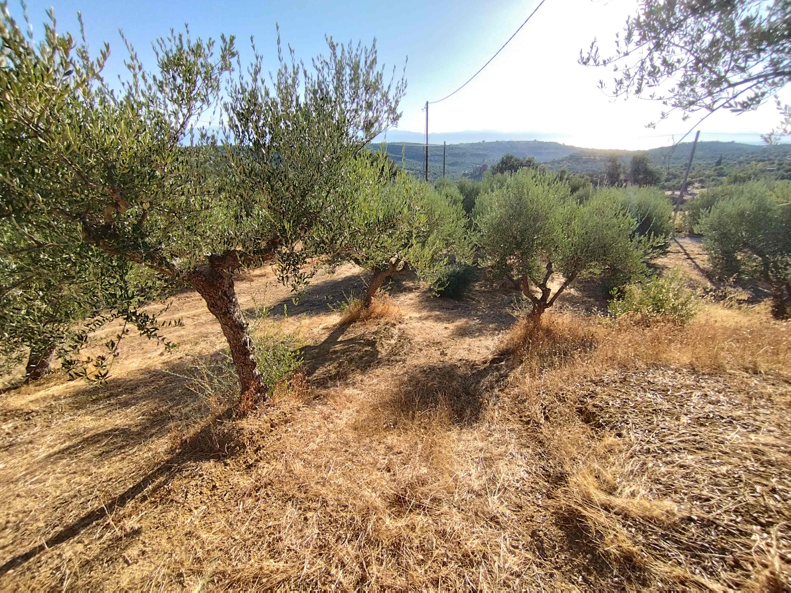 Οικόπεδο  σε πλειστηριασμό Δήμος Πύλου - Νέστορος