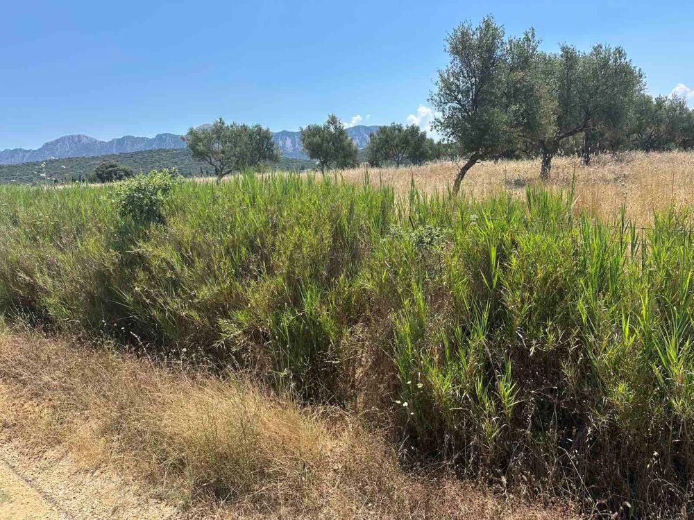Αγροτεμάχιο 3 τ.μ. σε πλειστηριασμό Δήμος Δυτικής Αχαΐας