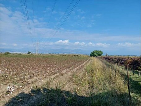 Αγροτεμάχιο 8128 sq.m. σε πλειστηριασμό Municipality of Lamia