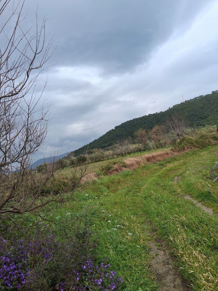 Αγροτεμάχιο  σε πλειστηριασμό Δήμος Ναυπακτίας