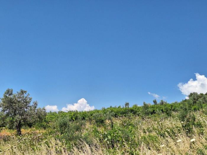  13000 sq.m. σε πλειστηριασμό Municipality