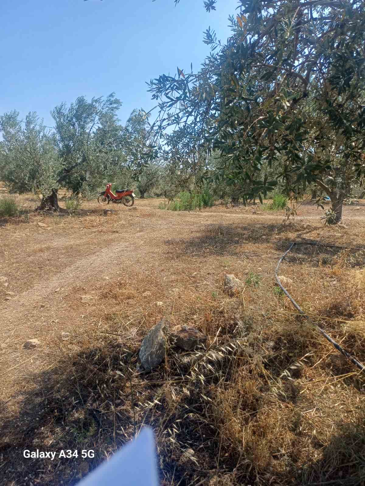 Αγροτεμάχιο 7421 τ.μ. σε πλειστηριασμό Δήμος Τροιζηνίας - Μεθάνων