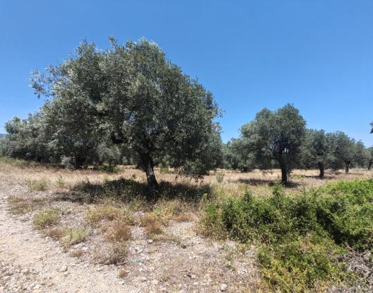 Αγροτεμάχιο 9587 τ.μ. σε πλειστηριασμό Δήμος Στυλίδος