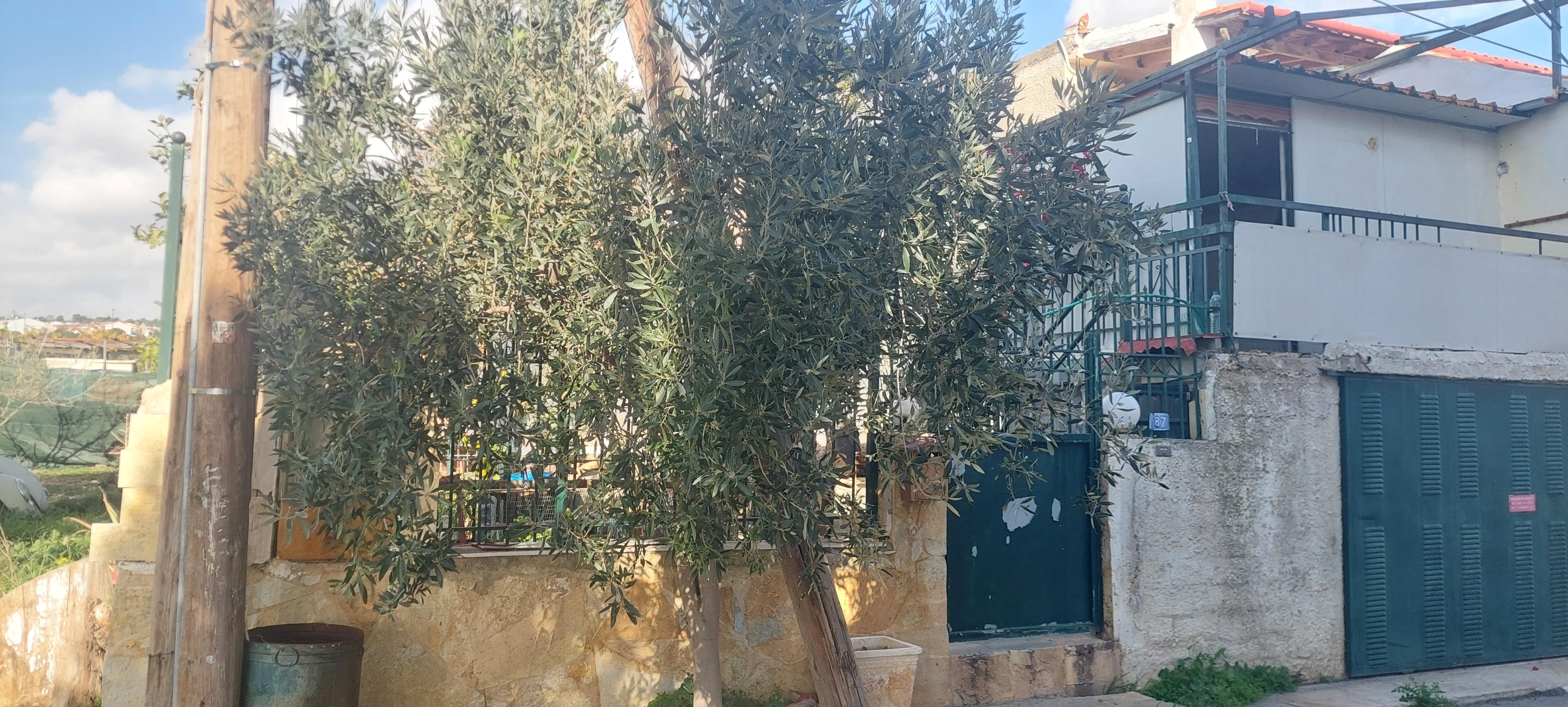 photo0