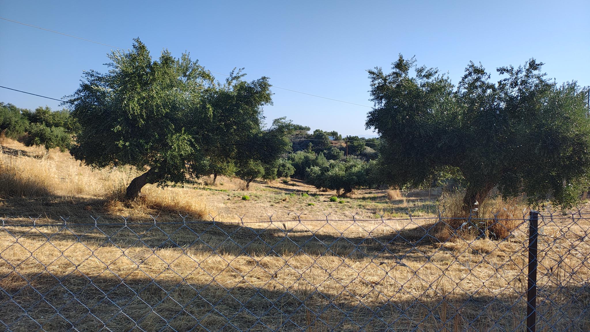 Αγροτεμάχιο 10336 τ.μ. σε πλειστηριασμό Δήμος Ανατολικής Μάνης