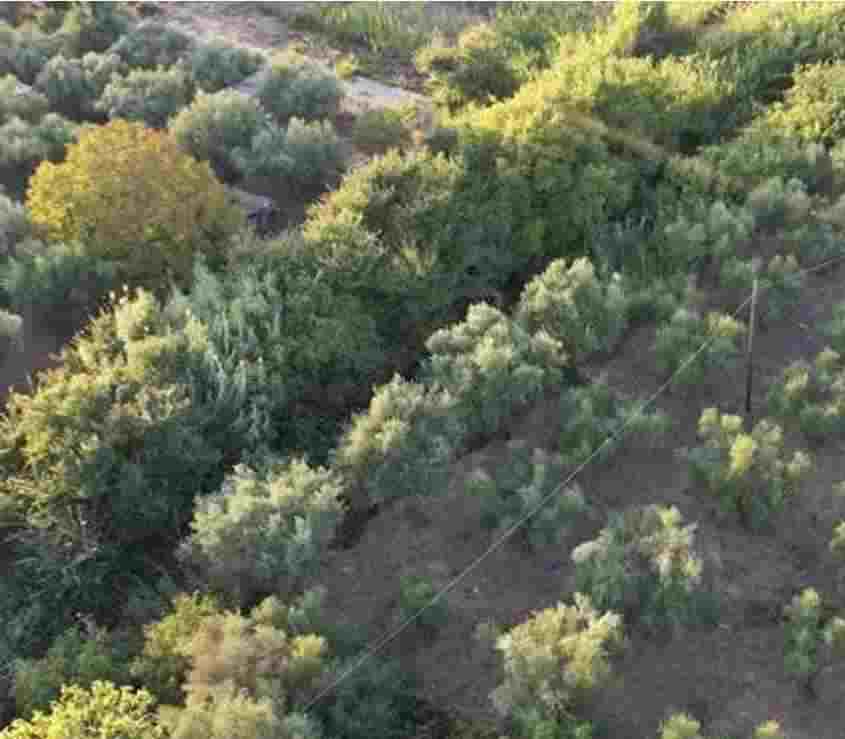 Αγροτεμάχιο  σε πλειστηριασμό Δήμος Ιεράς Πόλης Μεσολογγίου